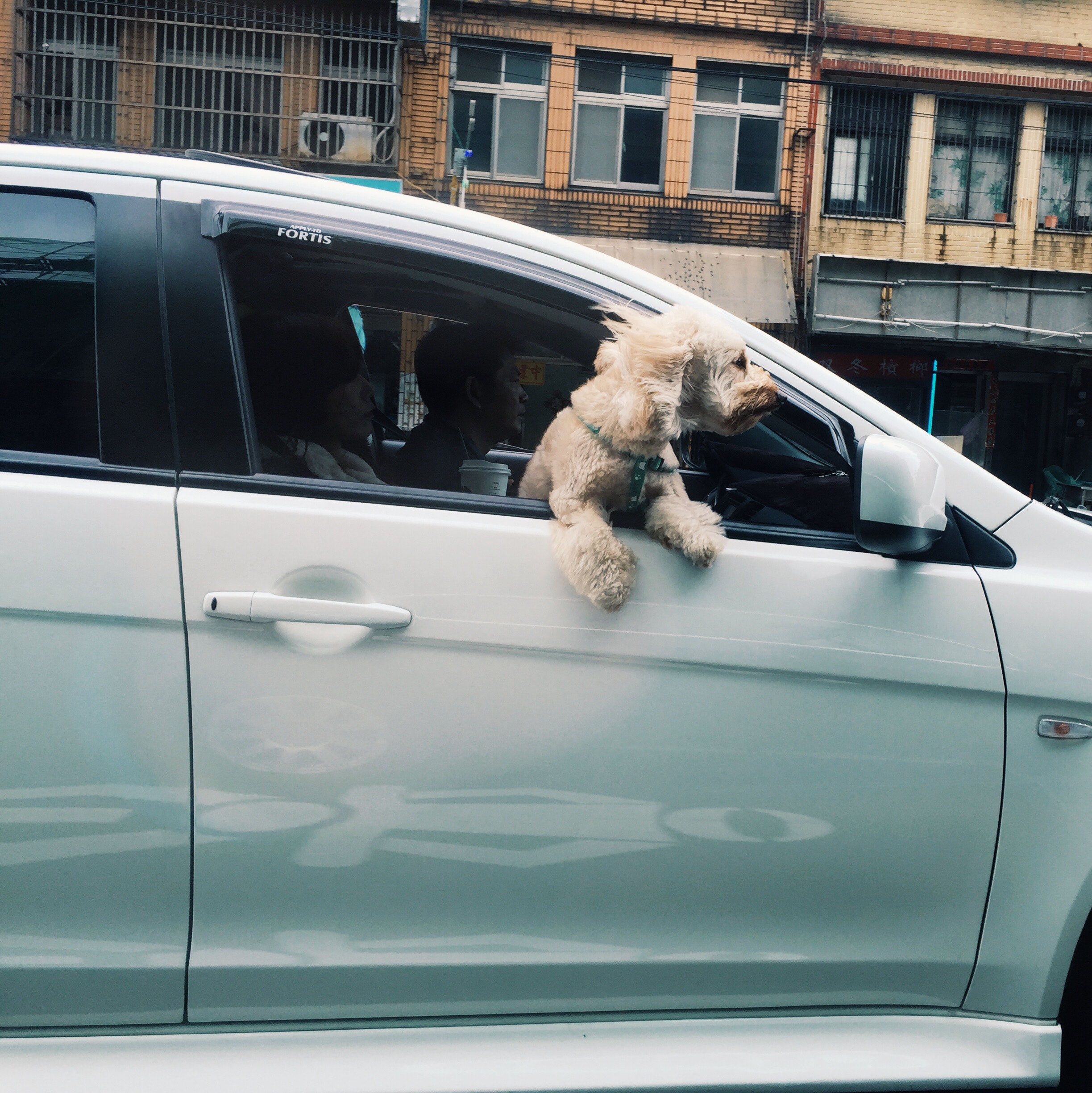 How are Dogs Increasing the Risk for Car Accidents? - Pianko Law