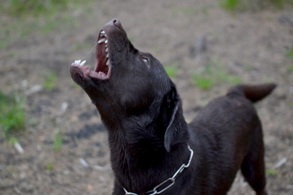 A black dog with an open mouth looks upward, standing on a dirt surface with green grass in the background.